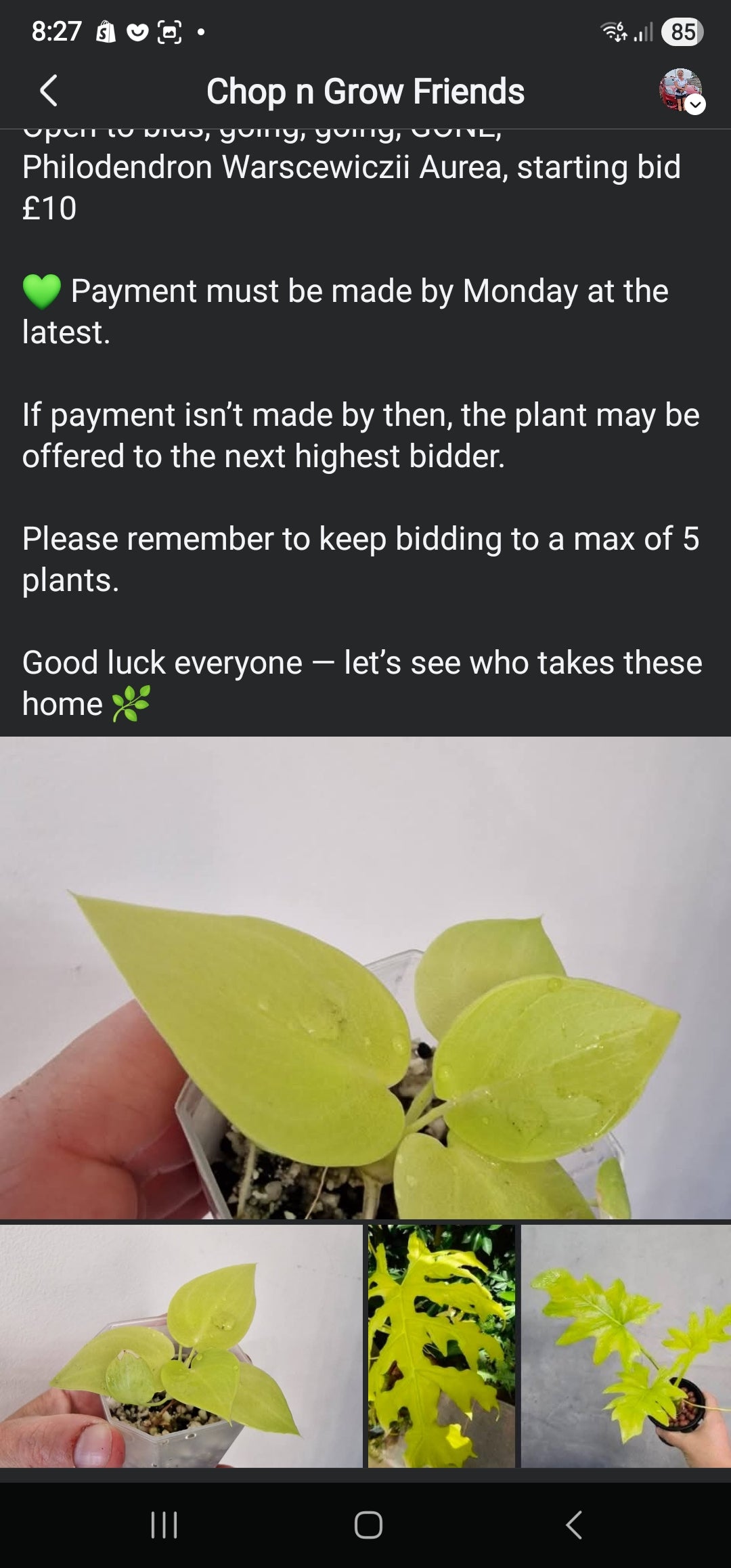 Sunday Sale - Vicky Philodendron Warscewiczii