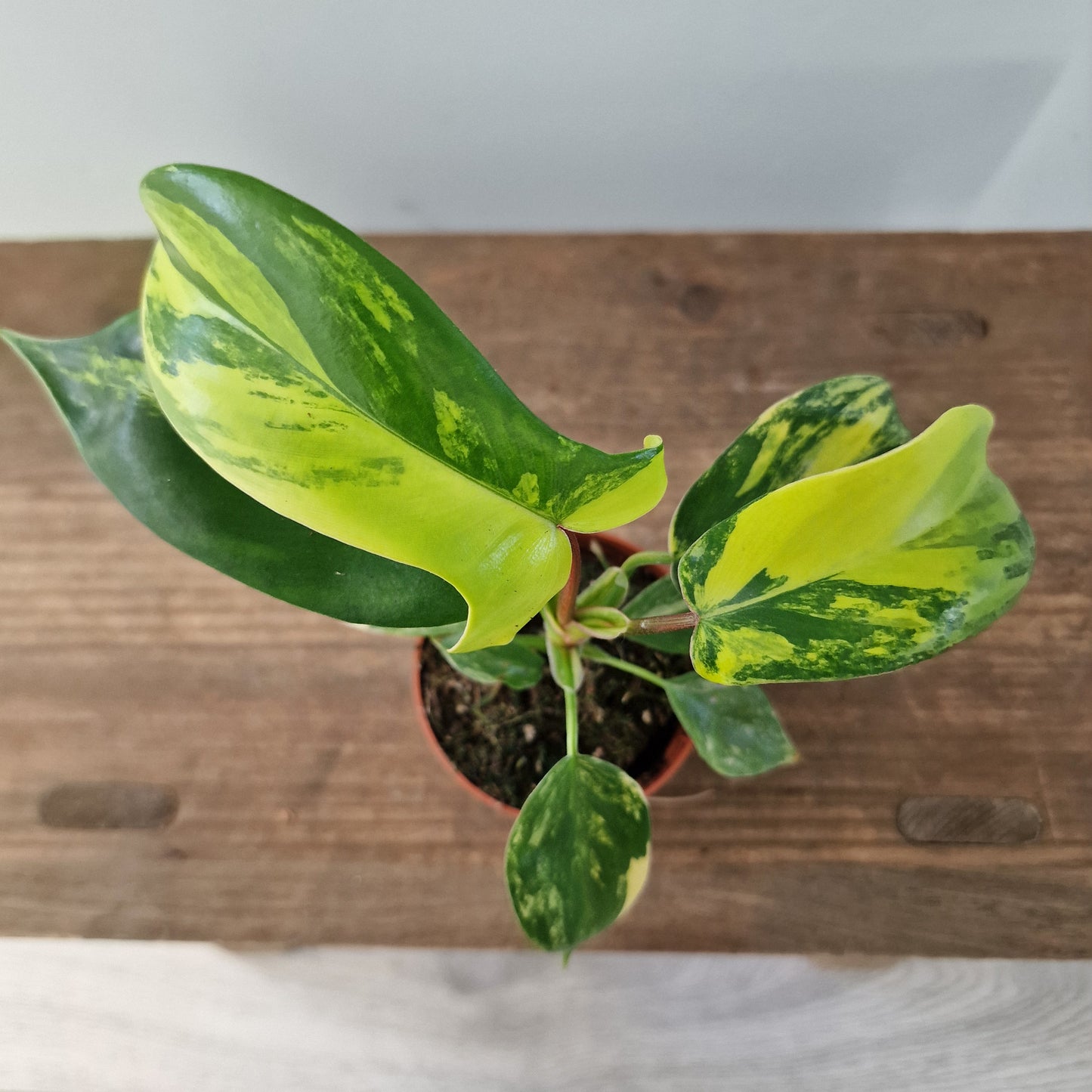 Philodendron Florida Beauty – 7cm Pot (#3)