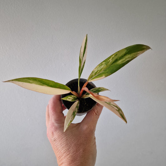 Philodendron Caramel Marble – 6cm Pot (#1)