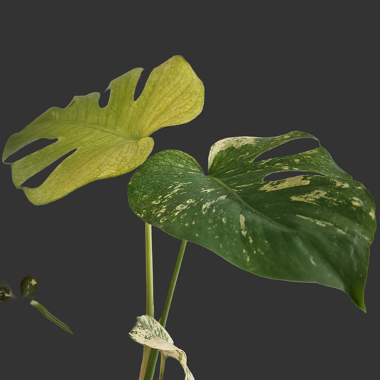 Monstera Deliciosa Mint Variegata – 12cm Pot (#5)