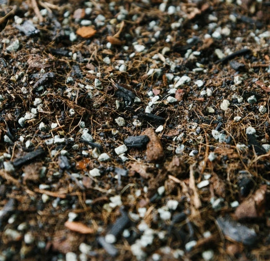 Soil Ninja Premium Terrarium Blend Soil