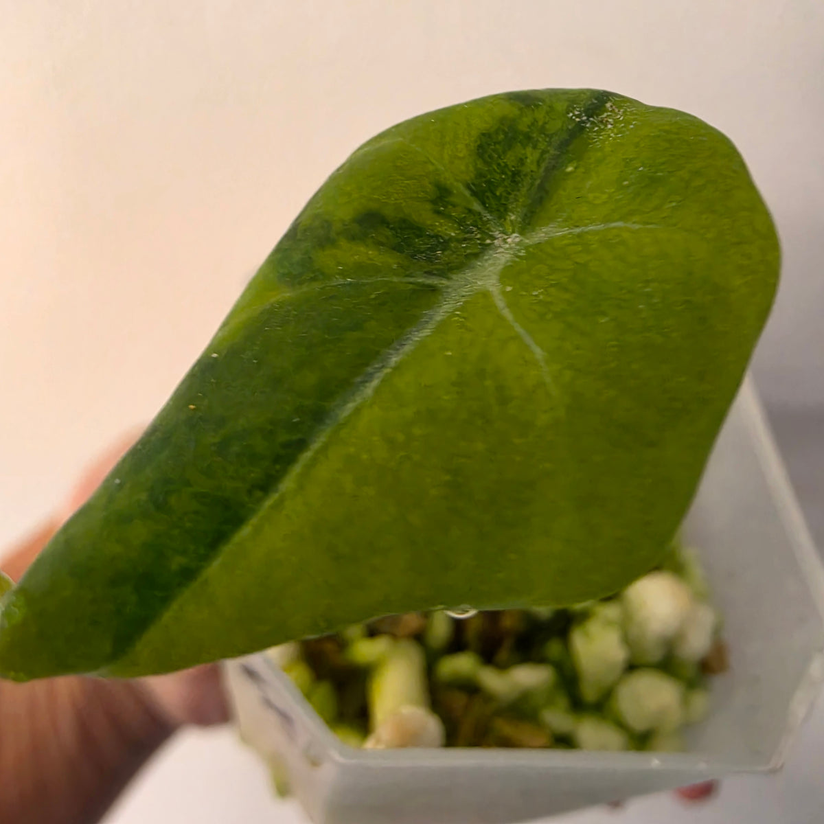 Alocasia Black Velvet Gold Variegated – Established | Exact Plant #4