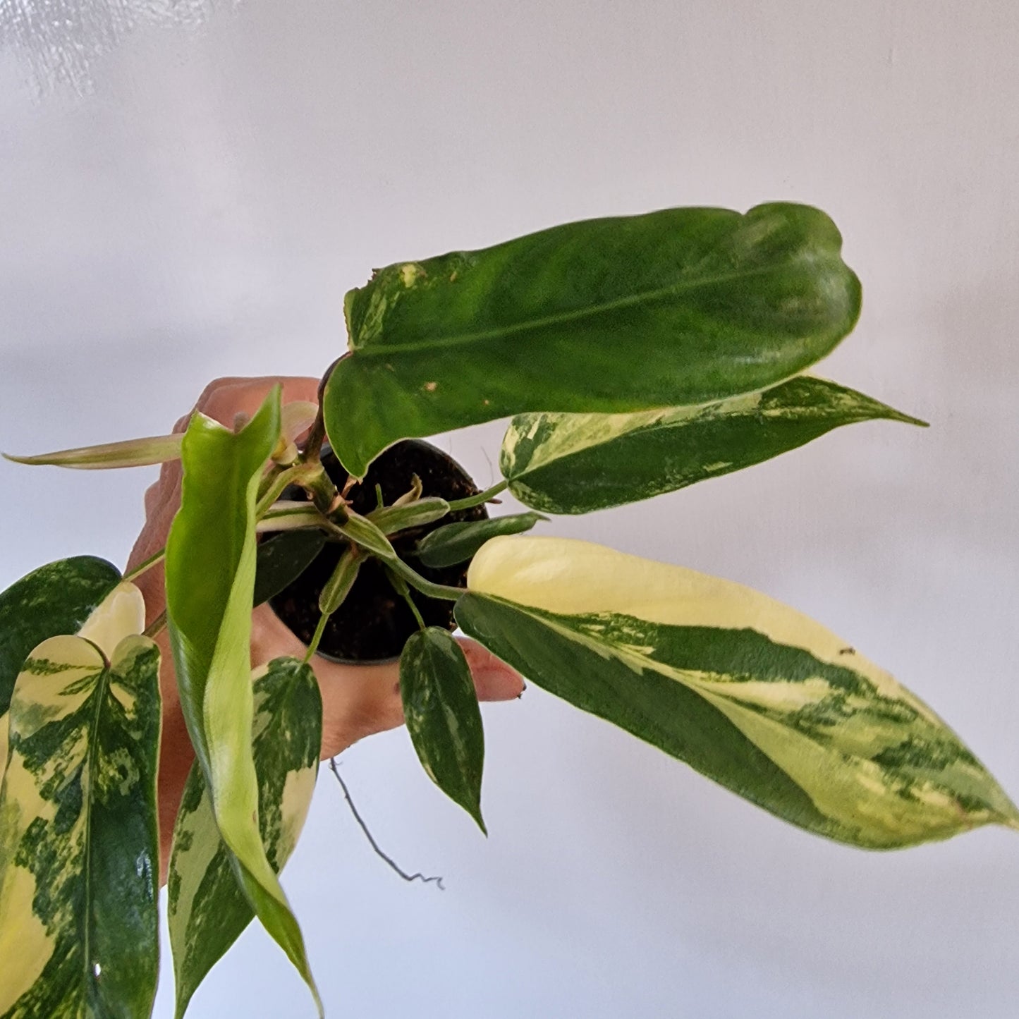 Philodendron Florida Beauty Rare Houseplant 6cm pot