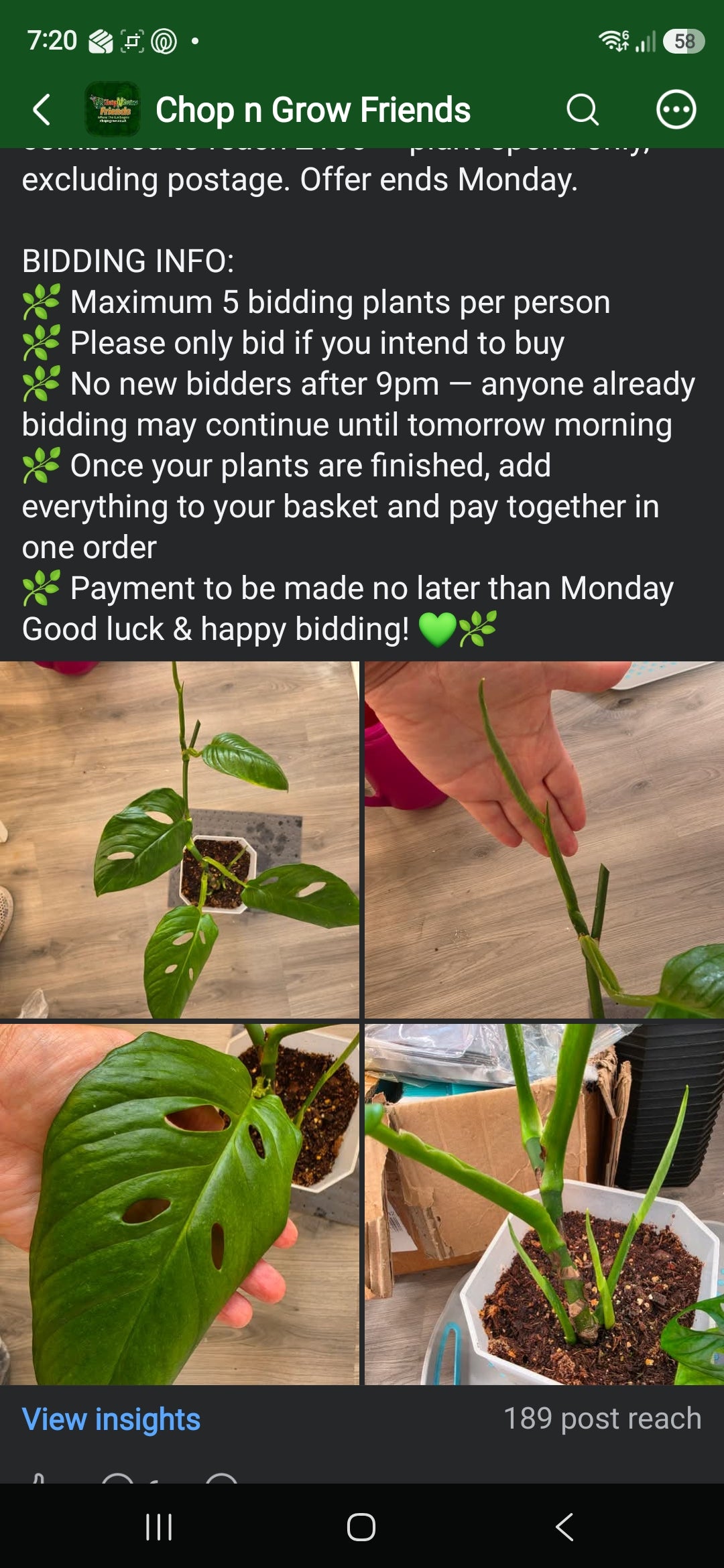 Sunday CnG Sale - Sam Monstera NoID