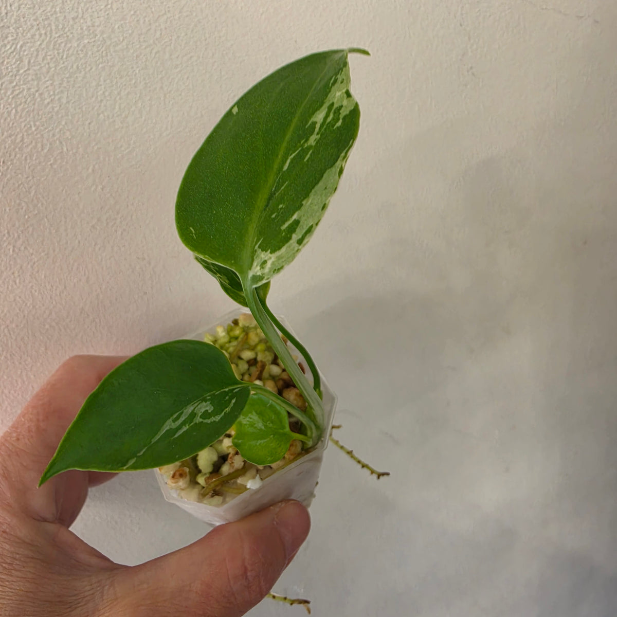 Monstera Bundle - See Description