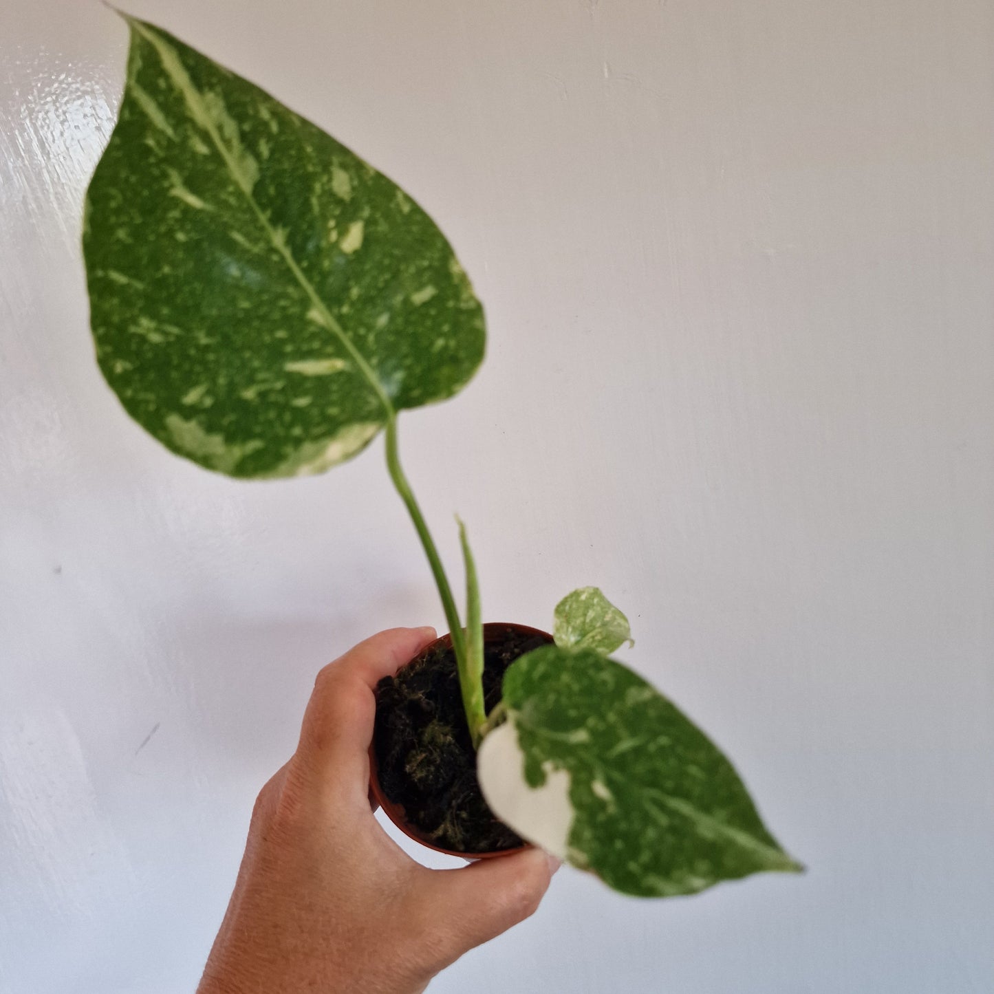 Monstera Thai Constellation Rare Houseplant 8cm pot (d)
