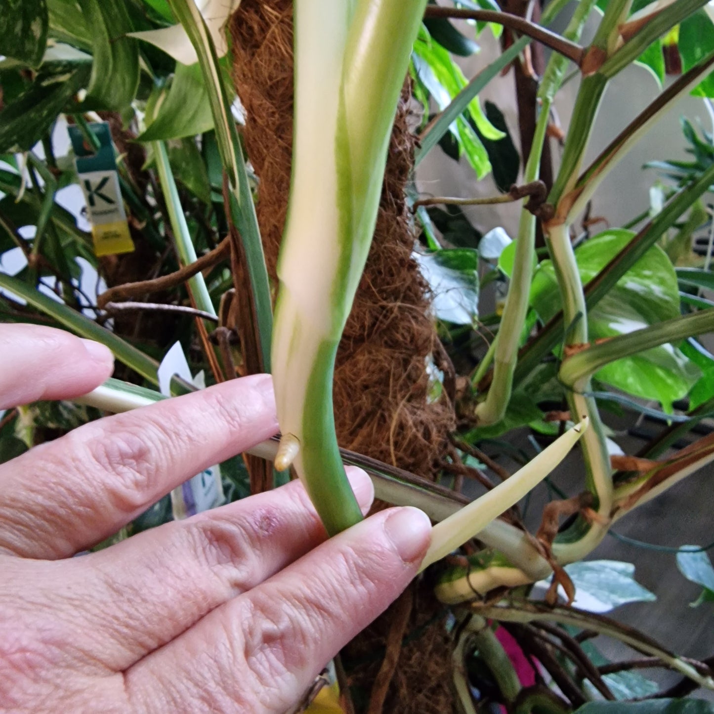 Monstera Albo Top Cutting (1)