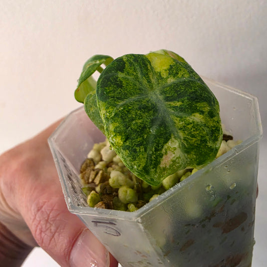 Alocasia Ninja Aurea Variegated – Exact Plant #5