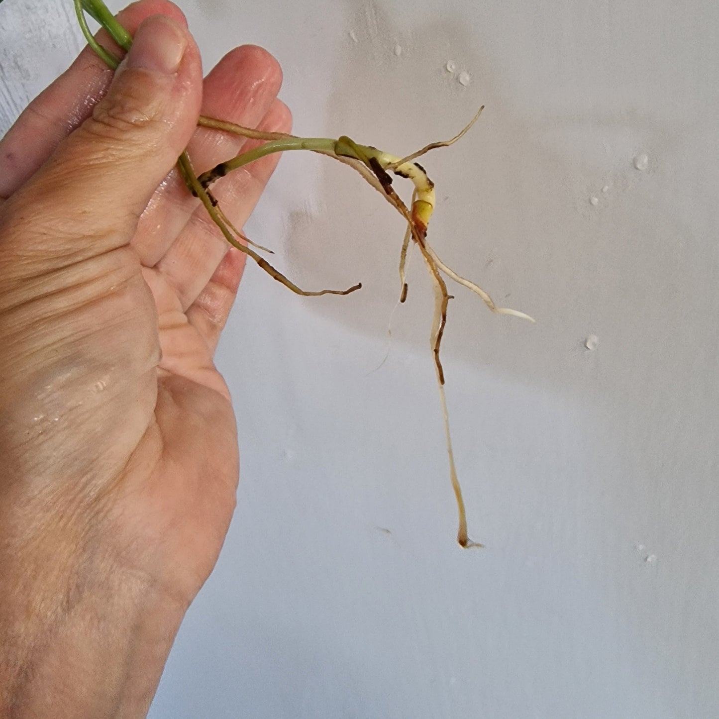 Monstera Adansonii reverted rooted in Water