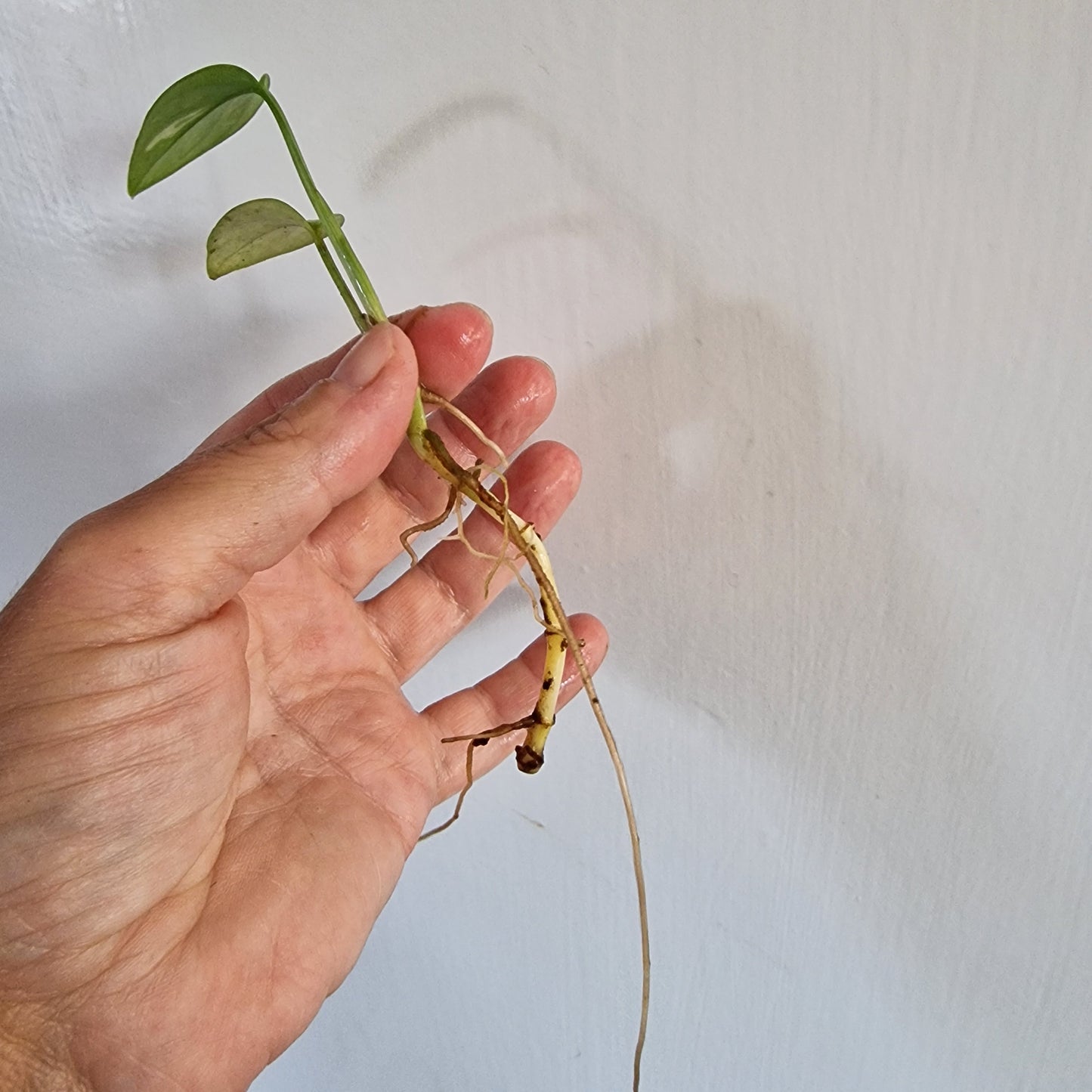 NO ID from Indonisia Variegated Cutting rooting in Water