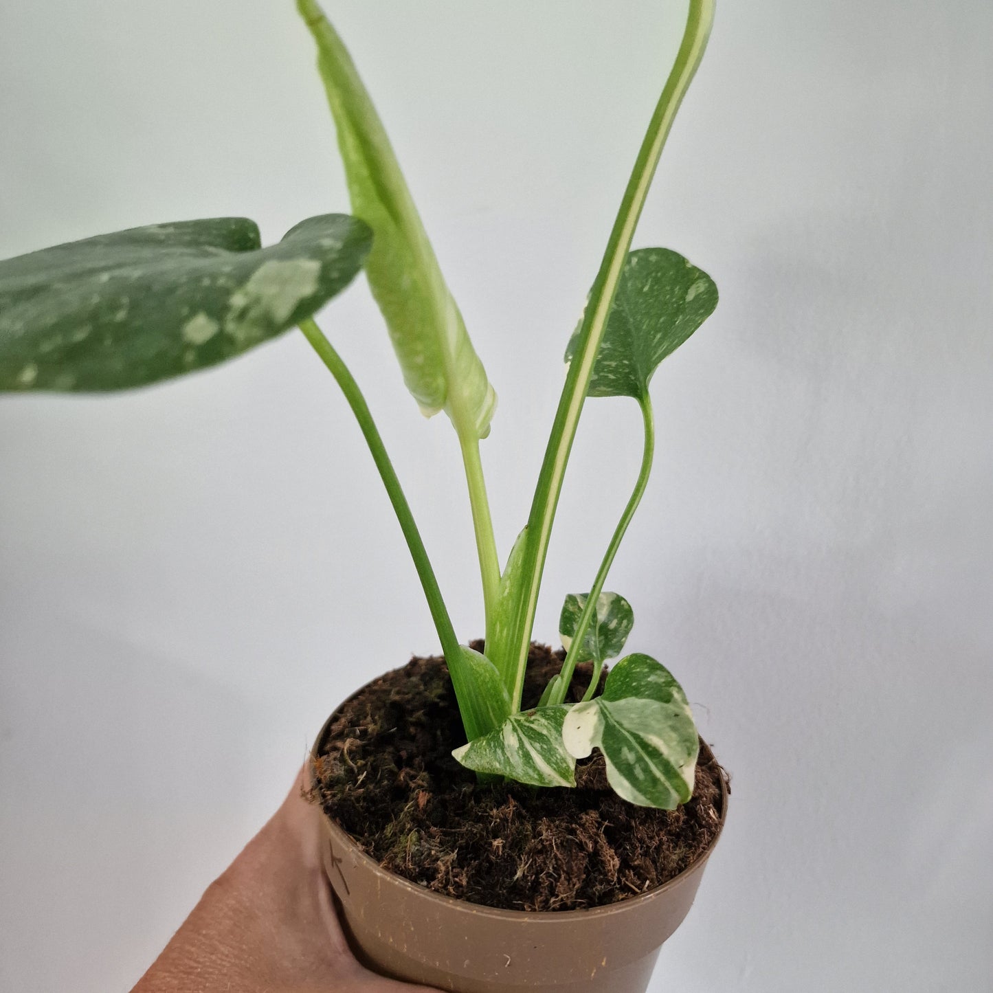 Monstera Thai Constellation Rare Houseplant 11cm pot (1k)