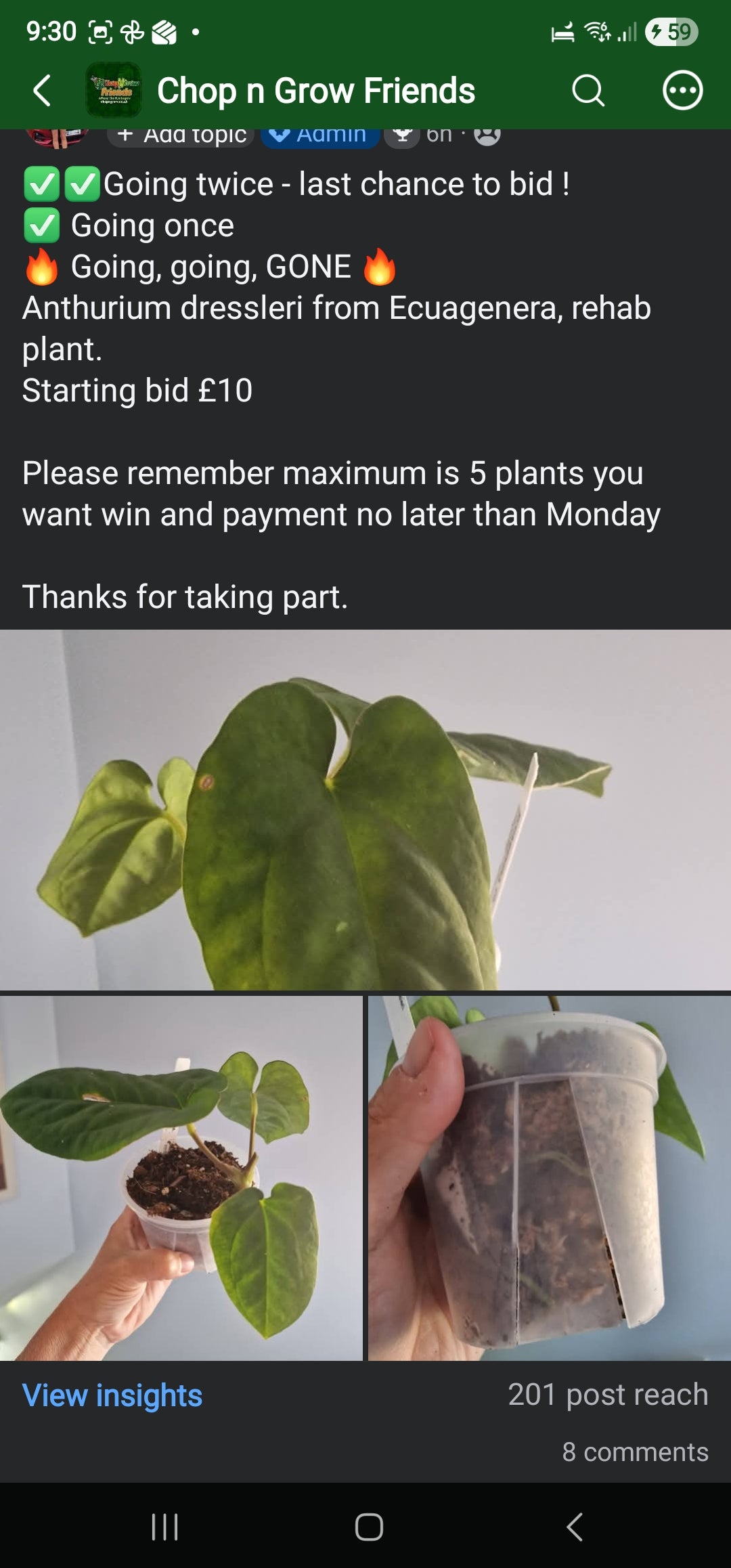 Chop n Grow Friends sale - Bronwen Anthurium Dressleri