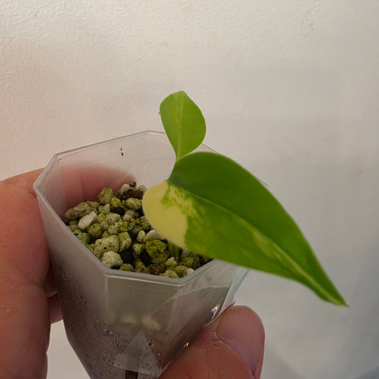 Monstera Aurea – Exact Plant No. 5 - See Description