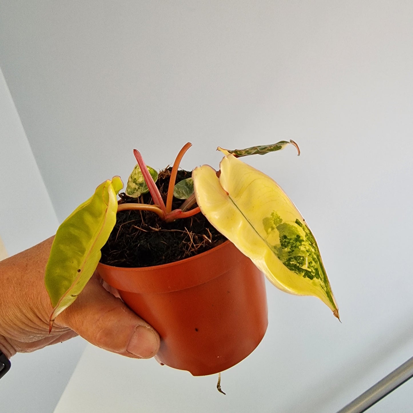 Philodendron Billietiae Variegated Houseplant 9cm pot