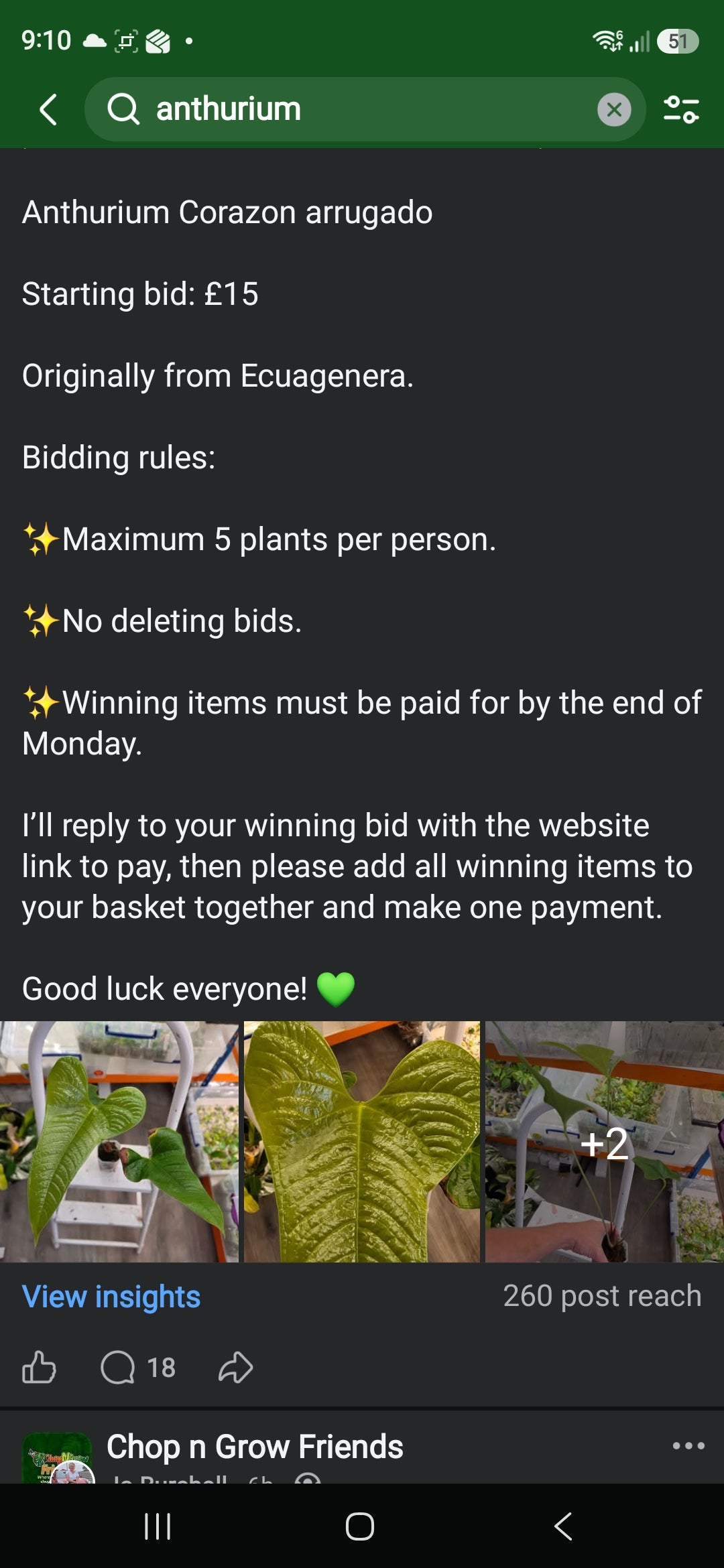 Sunday CnG Sale - Karen P Anthurium