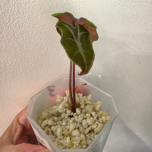 Alocasia Pink Nobilis Variegated – Fully Acclimatised | Exact Plant #3