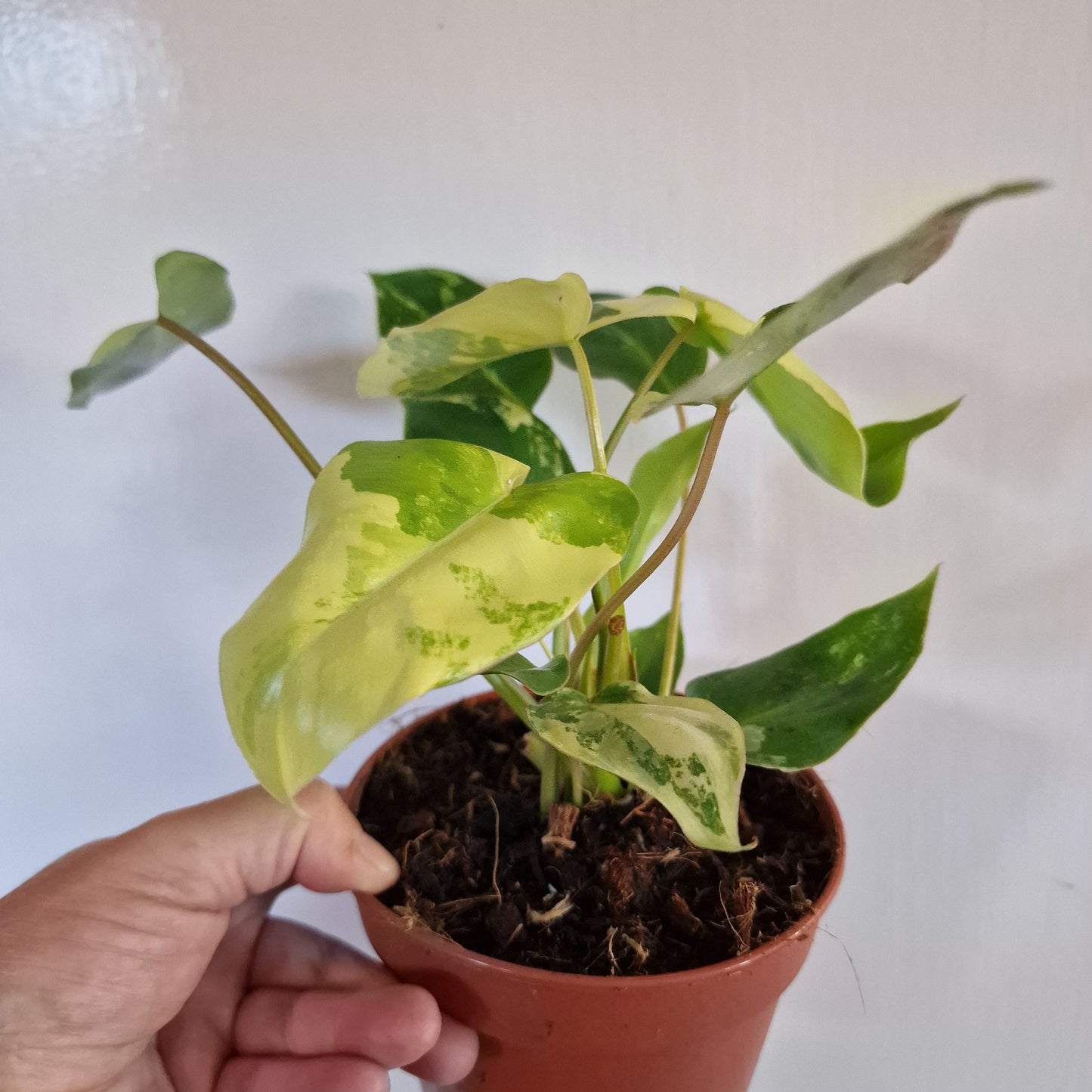 Philodendron Burle Marx Variegata Rare Houseplant 9cm pot (4)