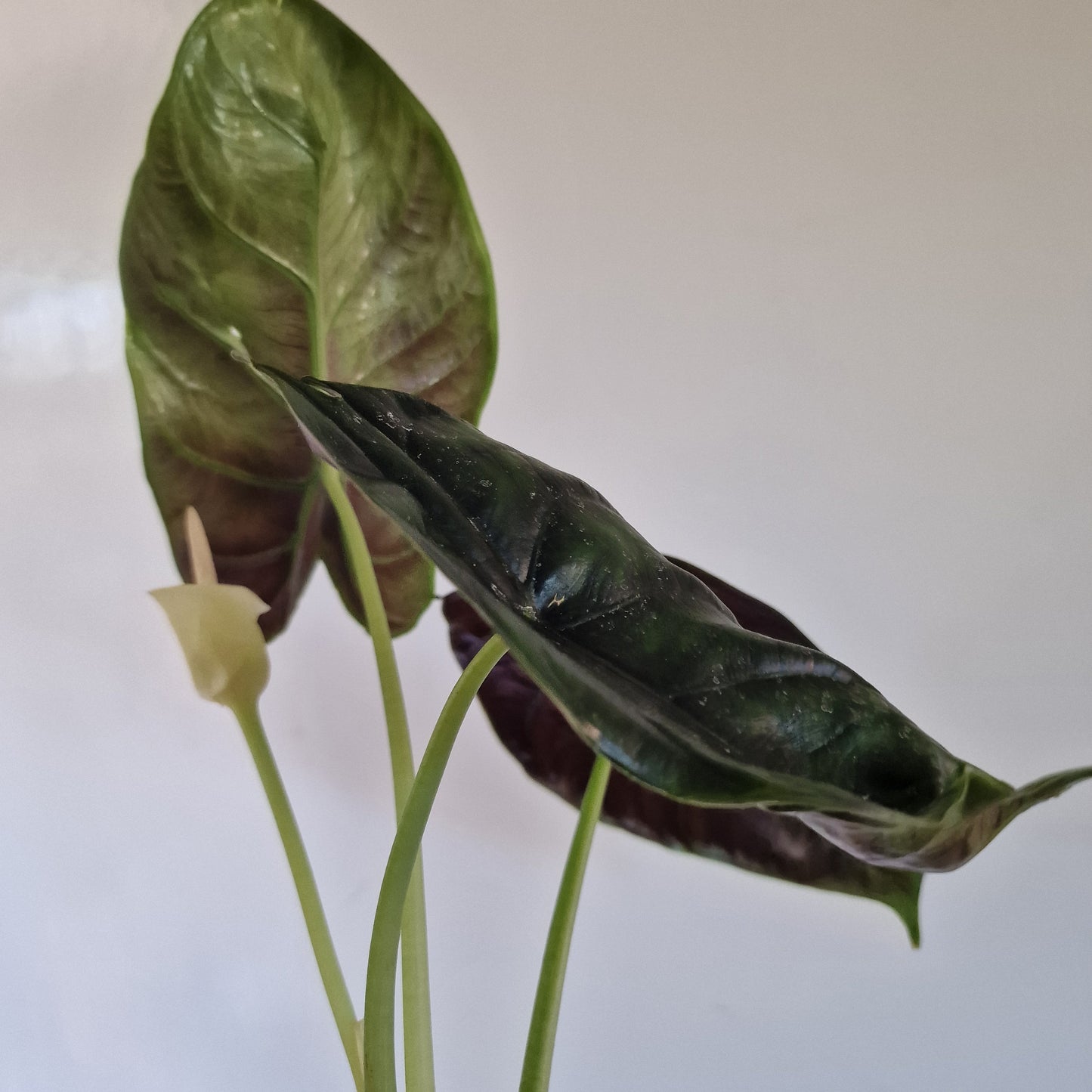 Alocasia Green Unicorn Double the growth Houseplant 14cm pot