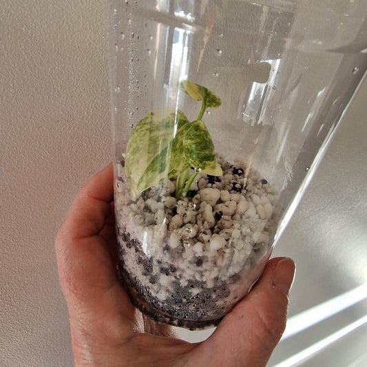 Monstera Green Snow (Thai Constellation Family) – Young TC Plant (#8)