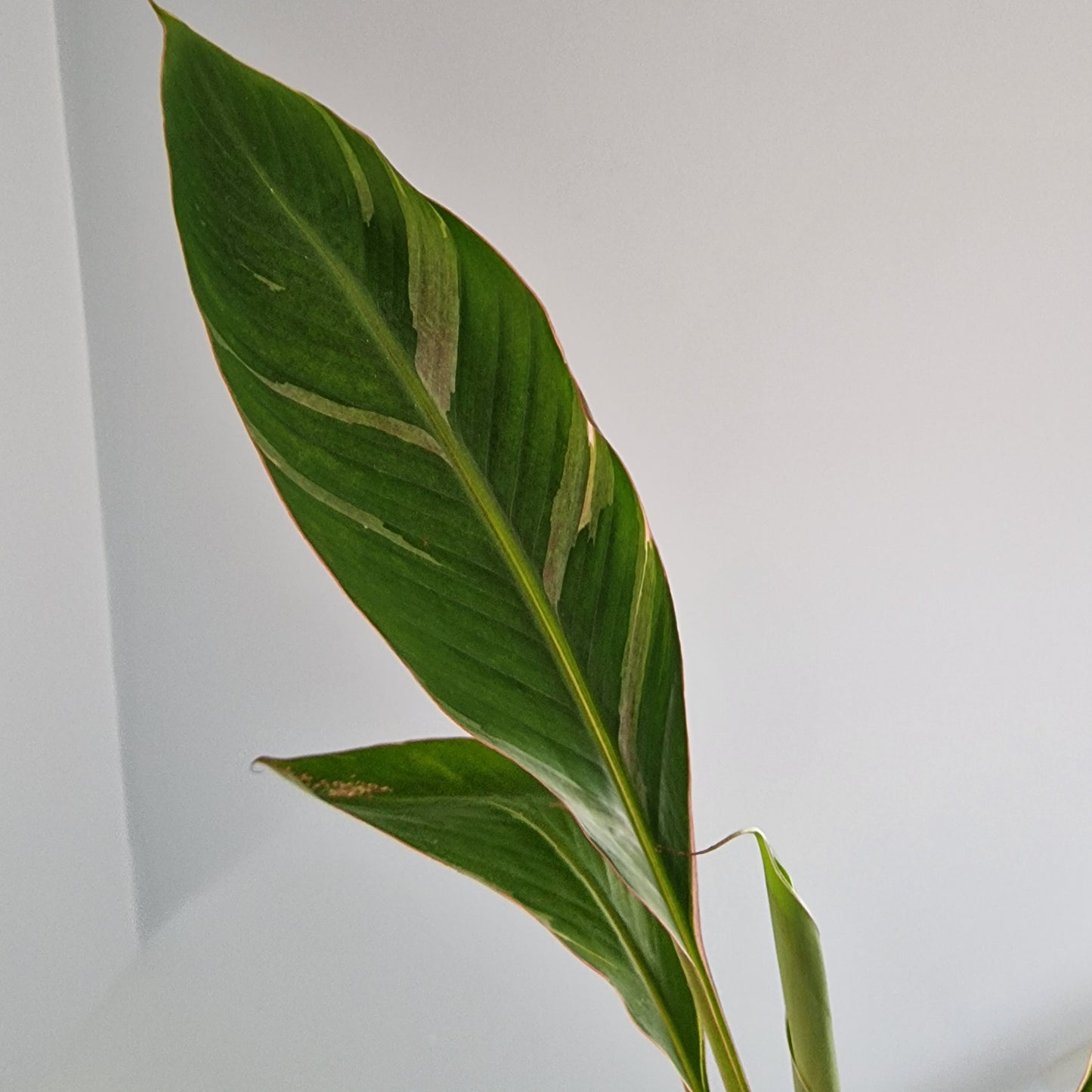 Musa Nono Rare Houseplant approx 50cm tall 10.5cm pot (5)