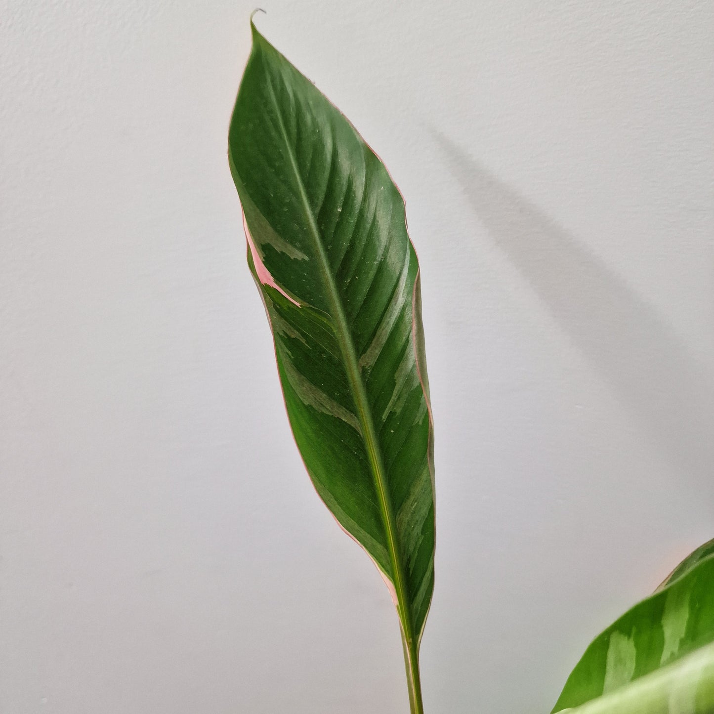 Musa Nono Rare Houseplant approx 40cm tall 10.5cm pot (2)