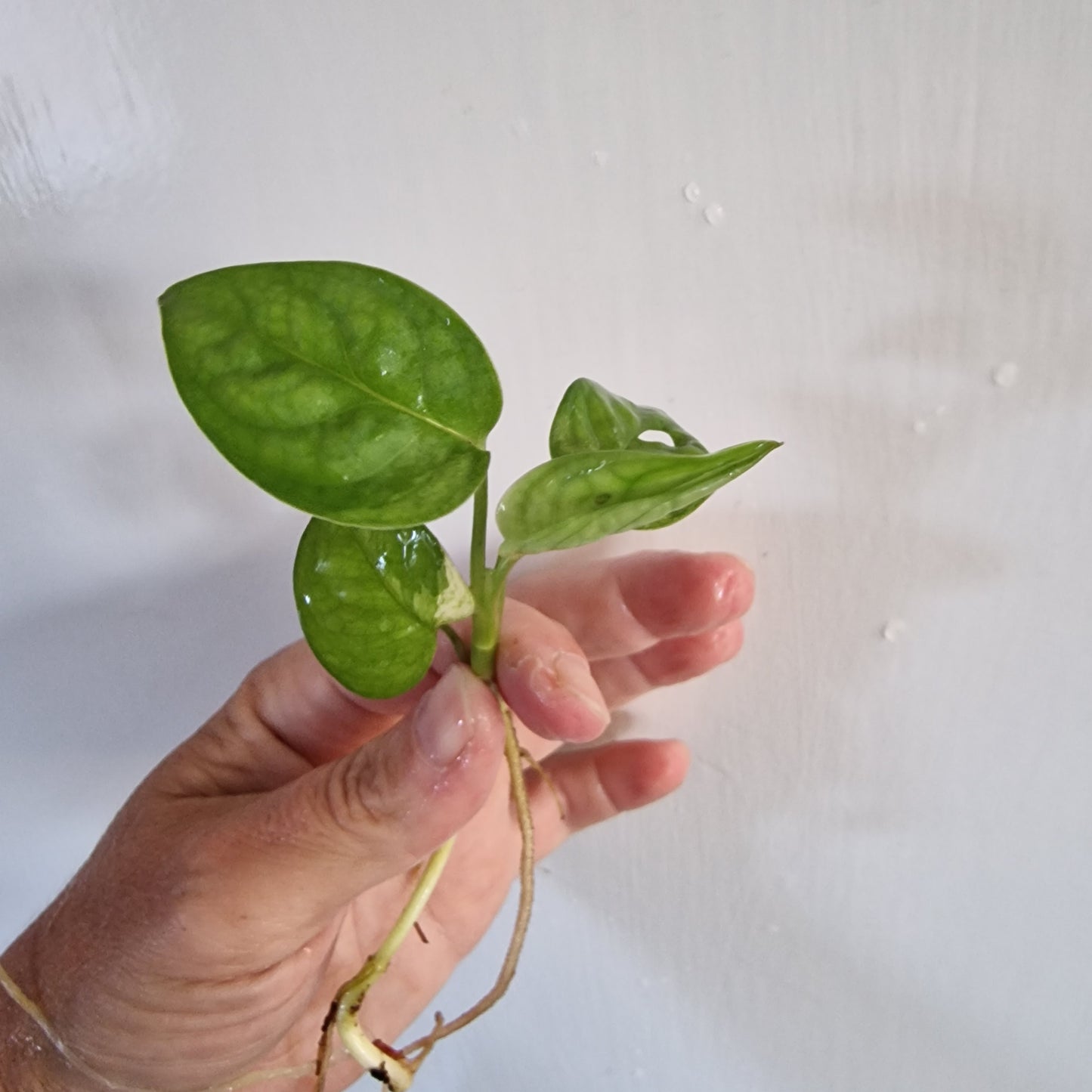 Monstera Adansonii reverted rooted in Water