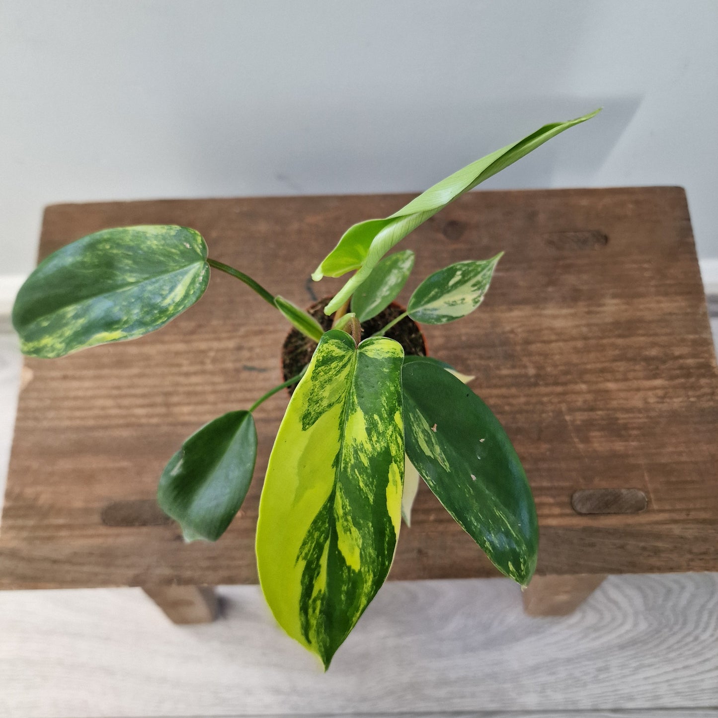 Philodendron Florida Beauty – 7cm Pot (#2)