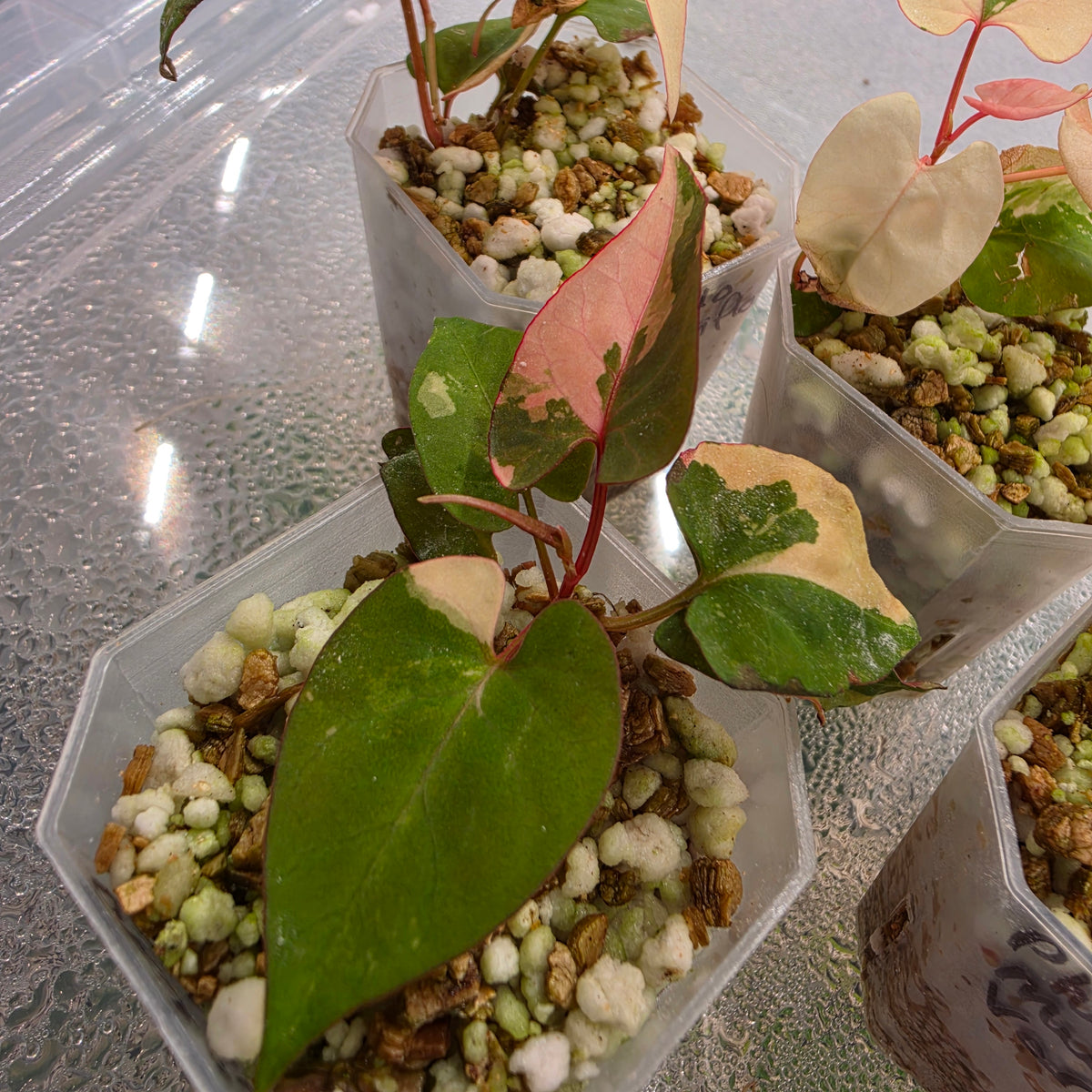 Fallopia Multiflora Variegata