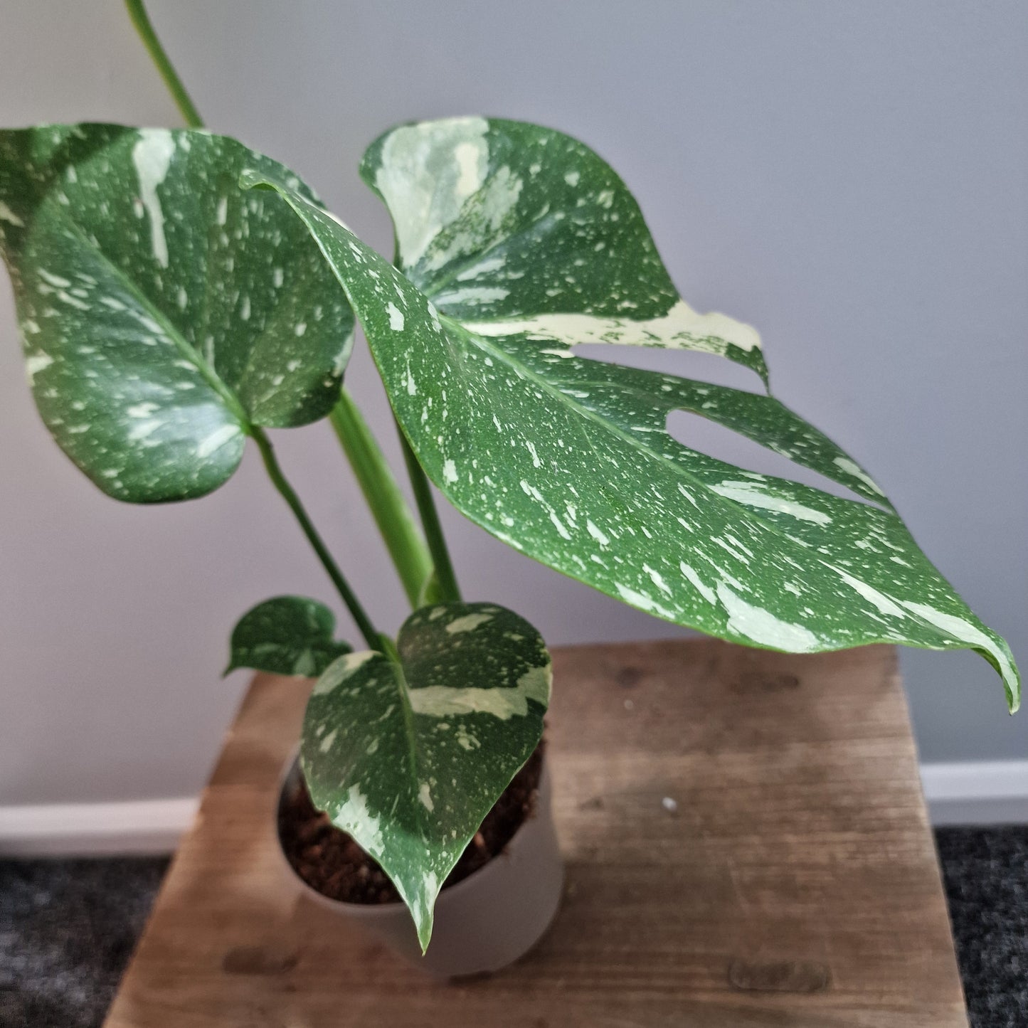 Monstera Thai Constellation Houseplant 12cm pot (2)