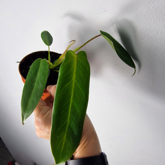 Philodendron Spiritus Sancti – 11cm Pot
