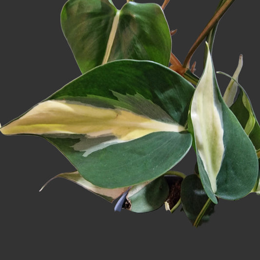 Philodendron Silver Stripe Houseplant 12cm pot