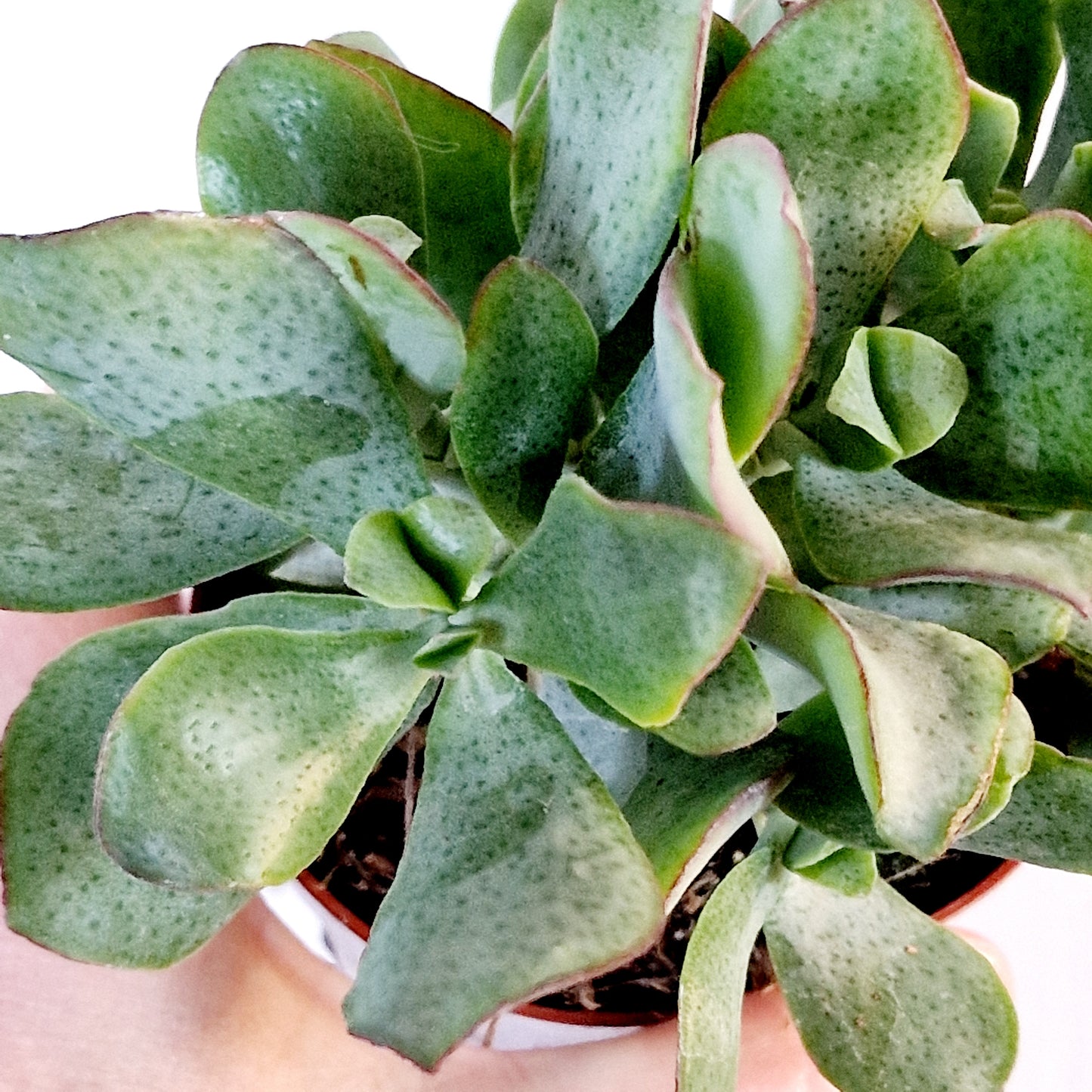 Succulant Houseplant 8.5cm pot