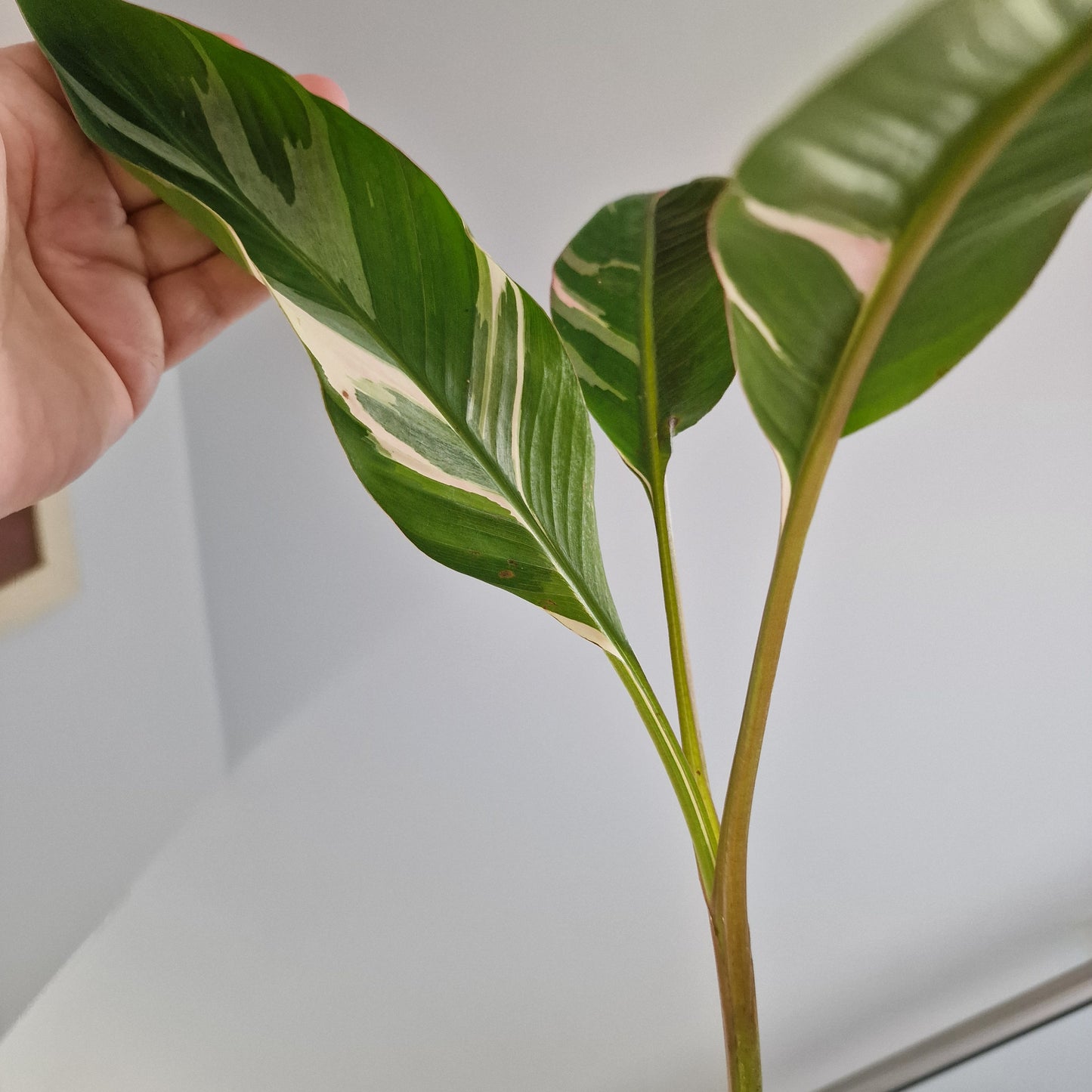 Musa Nono Rare Houseplant approx 50cm tall 10.5cm pot (8)