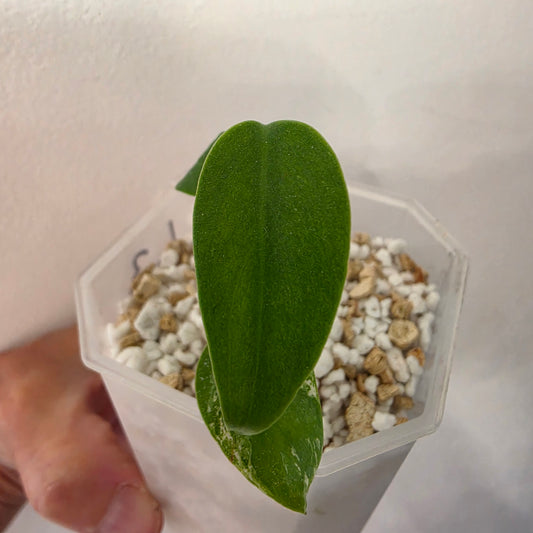 Monstera Devil Monster – Lightly Variegated / Speckled – Exact Plant (L3)