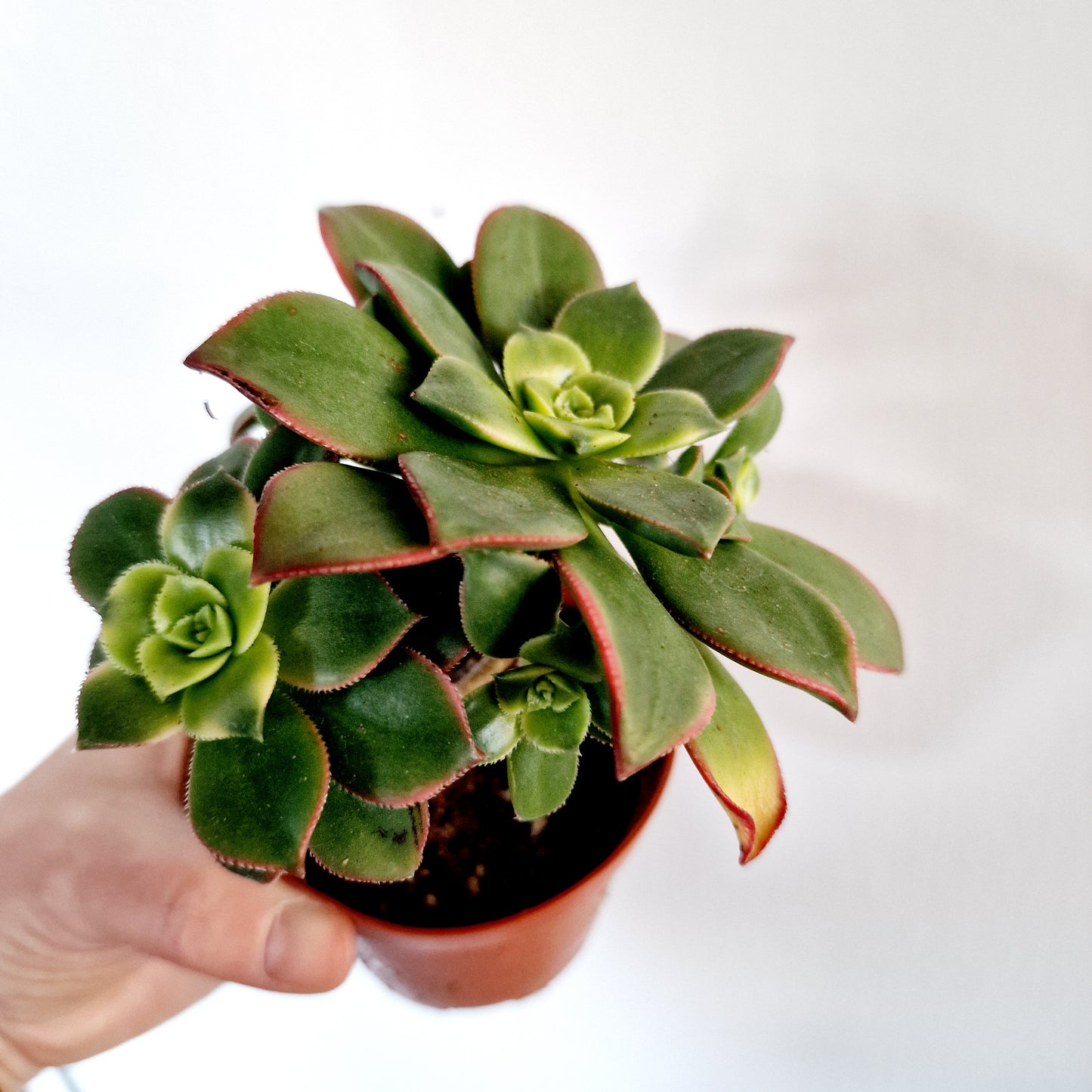 Succulant Houseplant 8.5cm pot