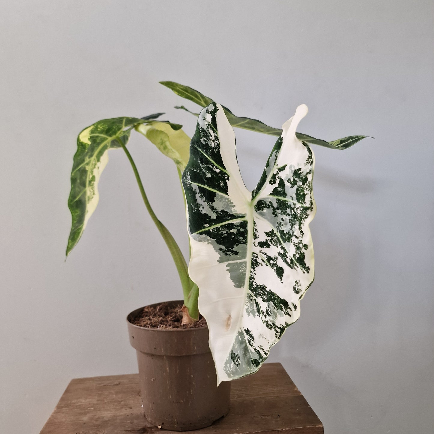 Alocasia Variegated Frydek (#2) – 17cm Pot (50cm Tall)