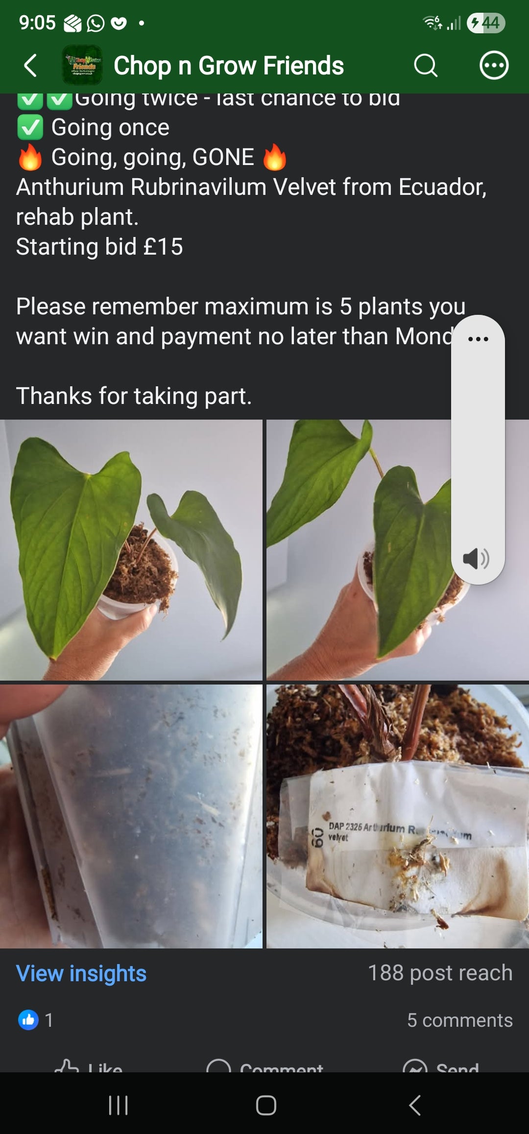 Chop n Grow Friends sale - Jupiter anthurium Rubrinavilum