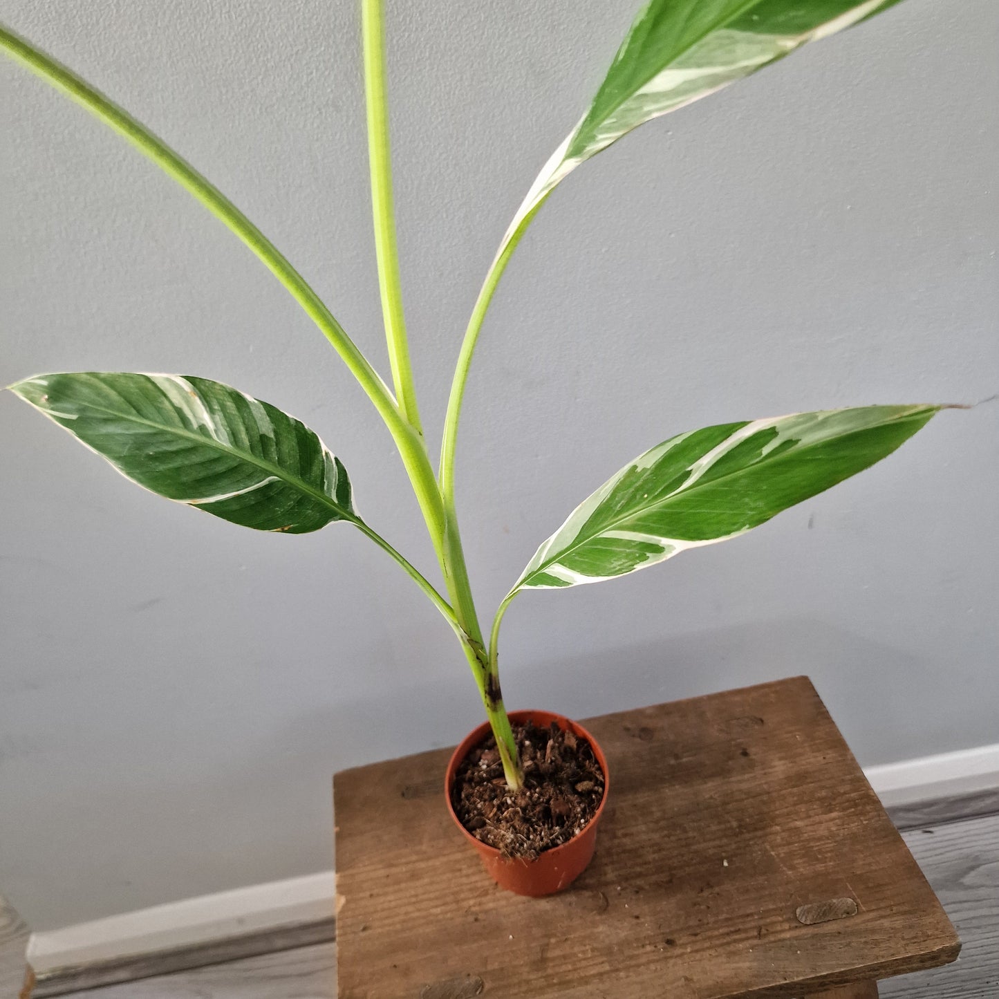 Musa ‘Florida’ – 10.5cm Pot (#5)