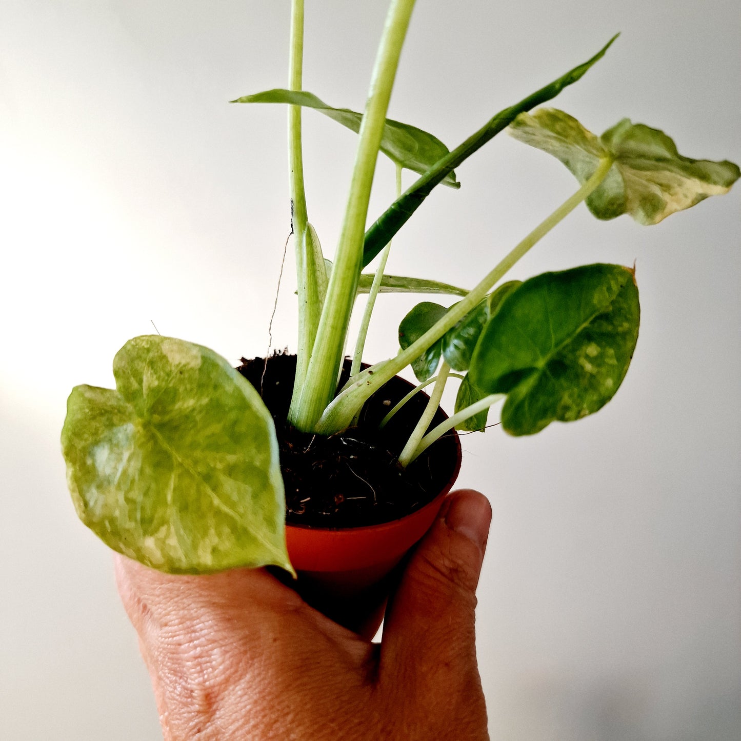 Alocasia Odora Yellow Variegated Houseplant 7cm pot (2) three plants in the one pot