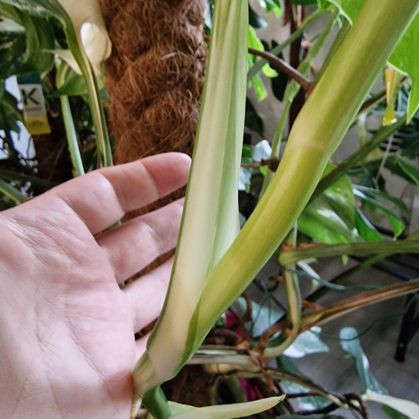 Monstera Albo Top Cutting (1)