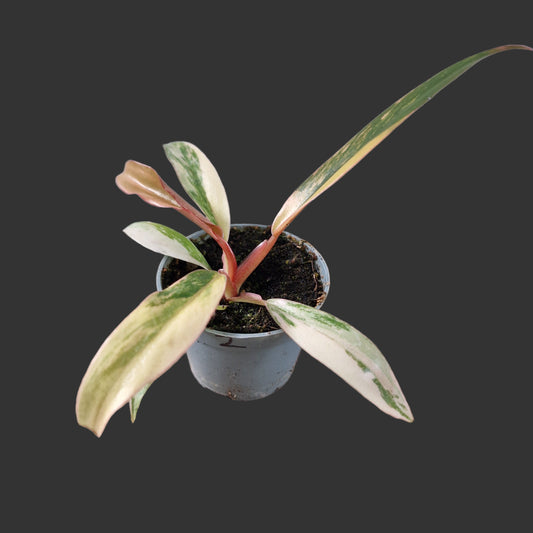 Philodendron Caramel Marble Rare Houseplant 6cm pot (2)