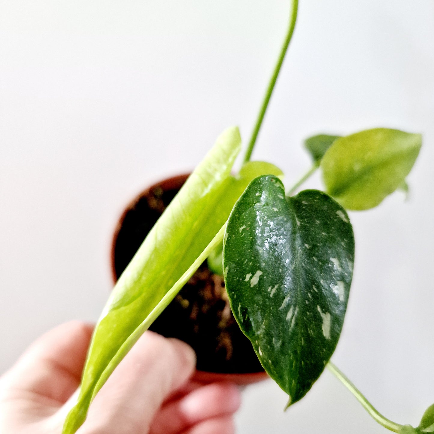 Monstera Deliciosa Thai Constellation Rare Houseplant 10.5cm pot (d)
