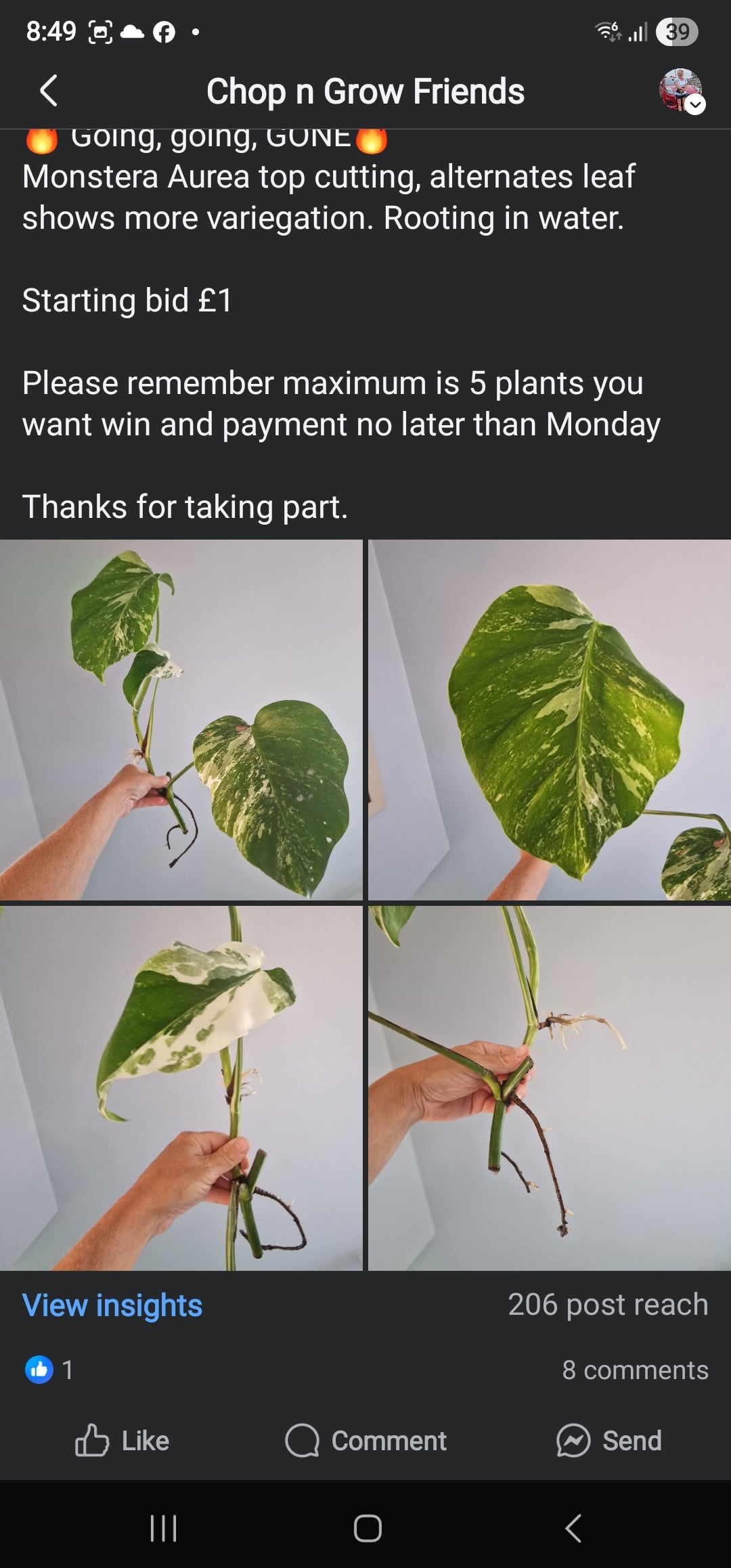 Chop n Grow Friends sale - Rhiannon Monstera Albo cutting