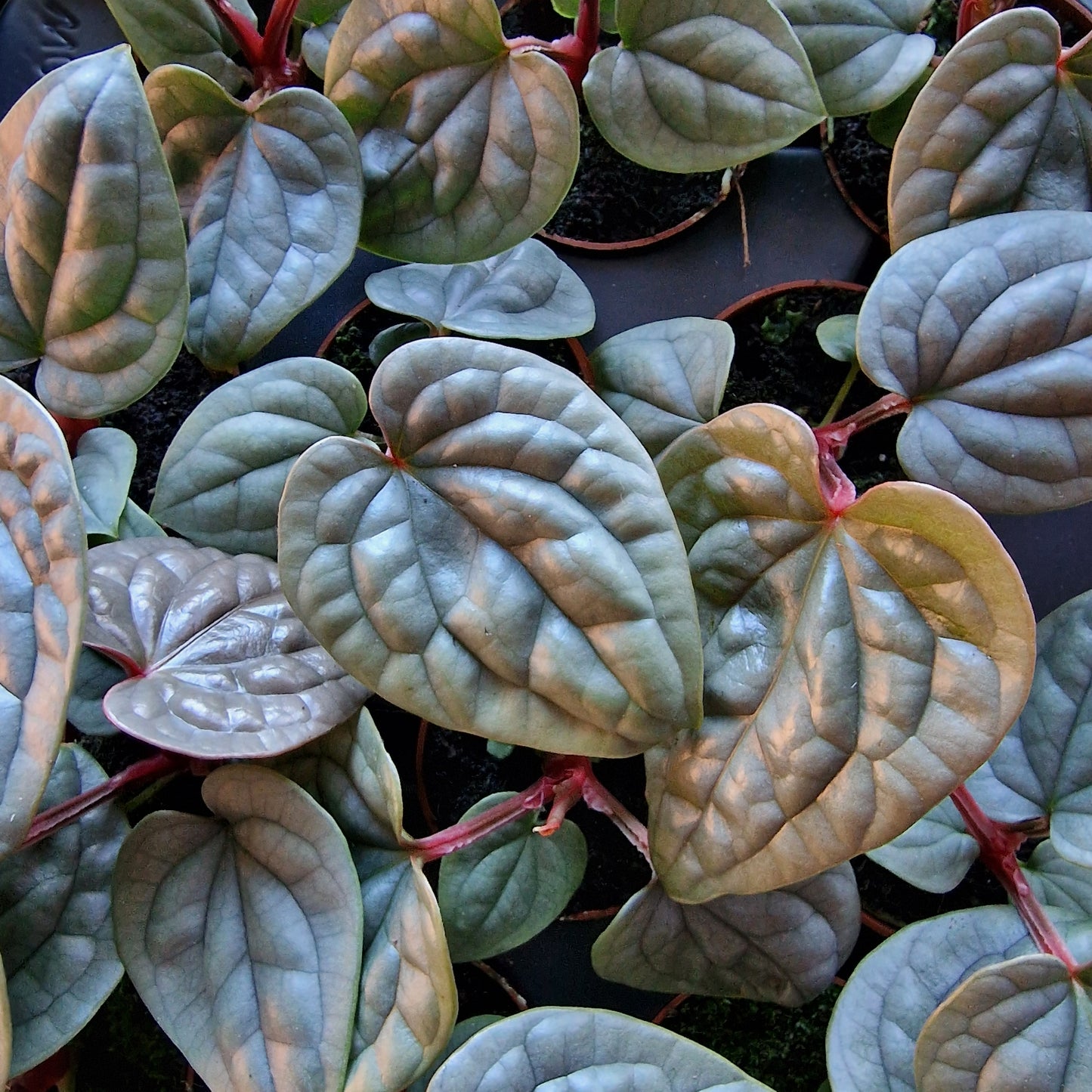 Anthurium Platinum Luxurians – 6cm Pot