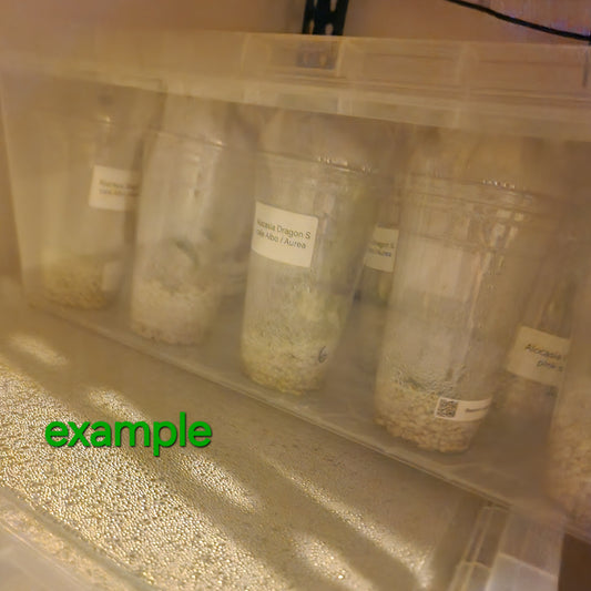Tissue Culture Acclimatisation Dome Cup Kit 591ml – 70% Perlite / 30% Stratum