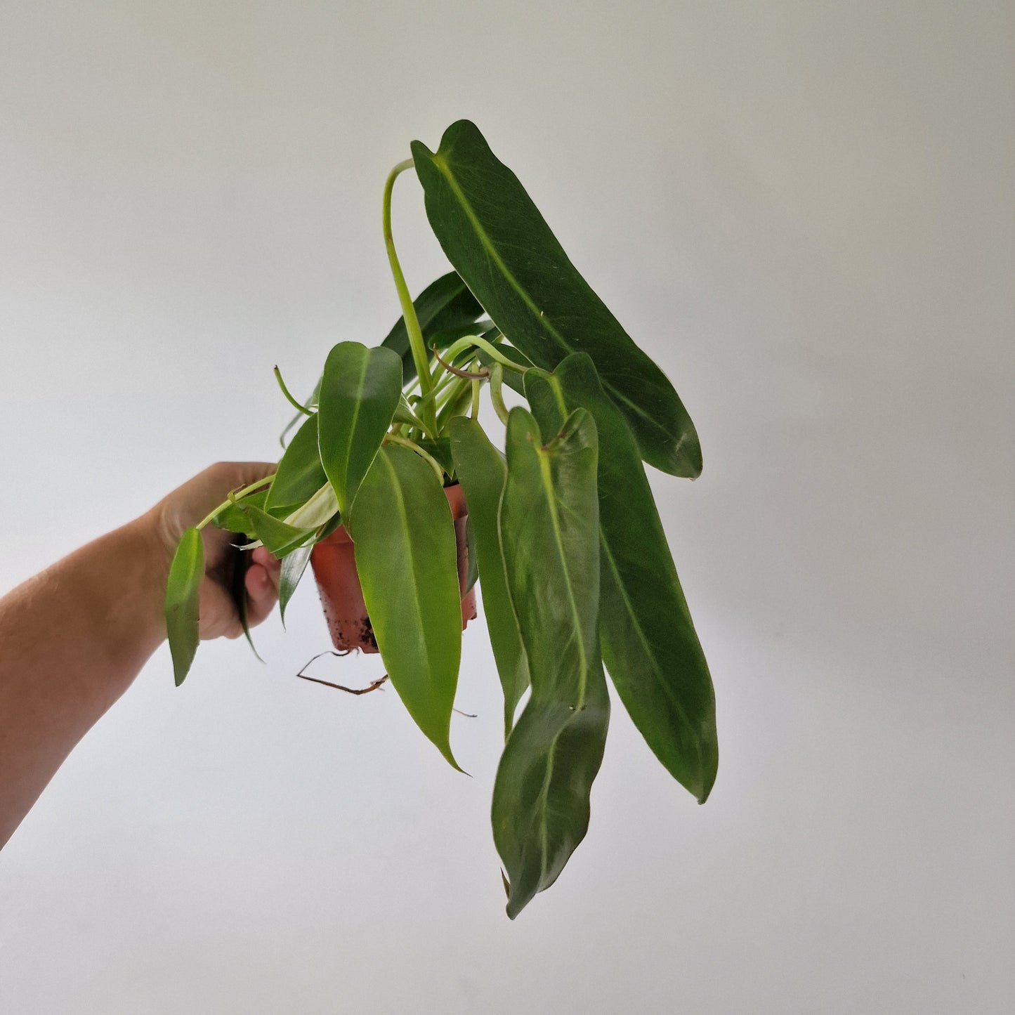 Philodendron Spiritus Sancti 2 Houseplants in each 10.5cm pot
