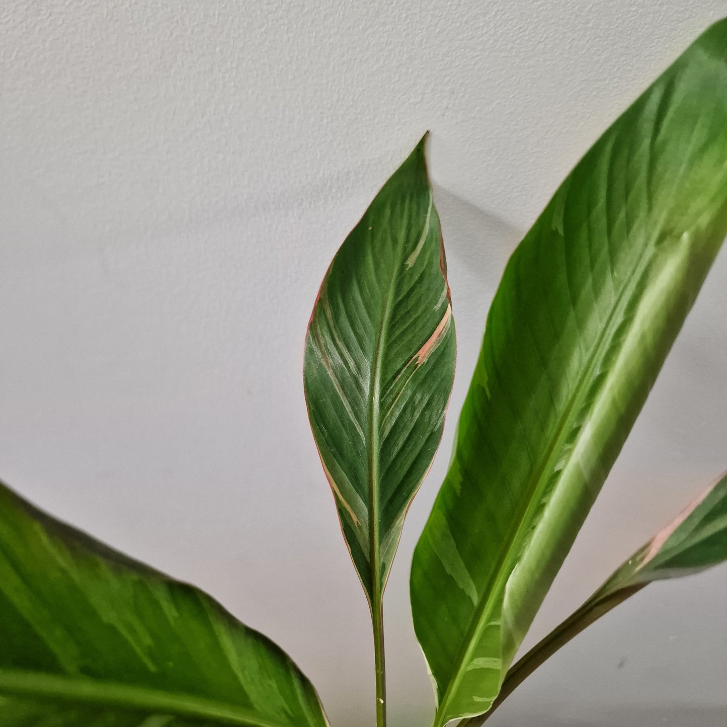 Musa Nono Rare Houseplant approx 40cm tall 10.5cm pot (2)