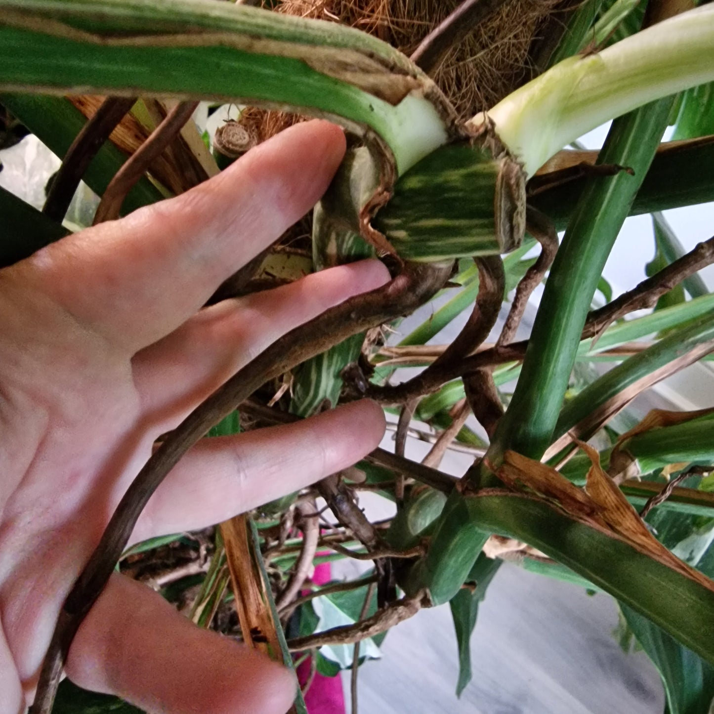 Monstera Albo Middle Cutting with new leaf Highly Variegated (5)