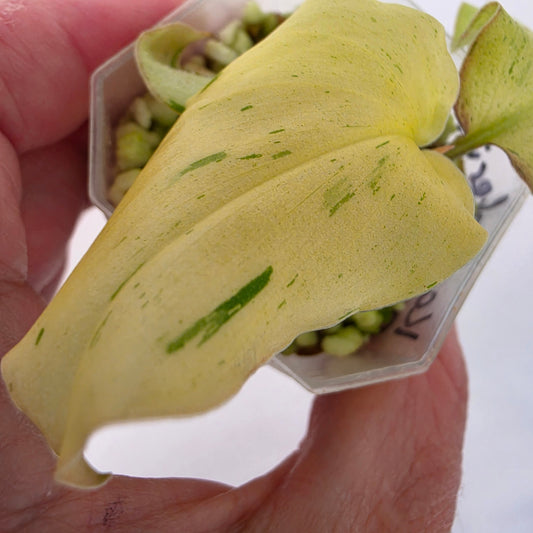 Kaempferia Pulchra Variegata – Established | Exact Plant #1