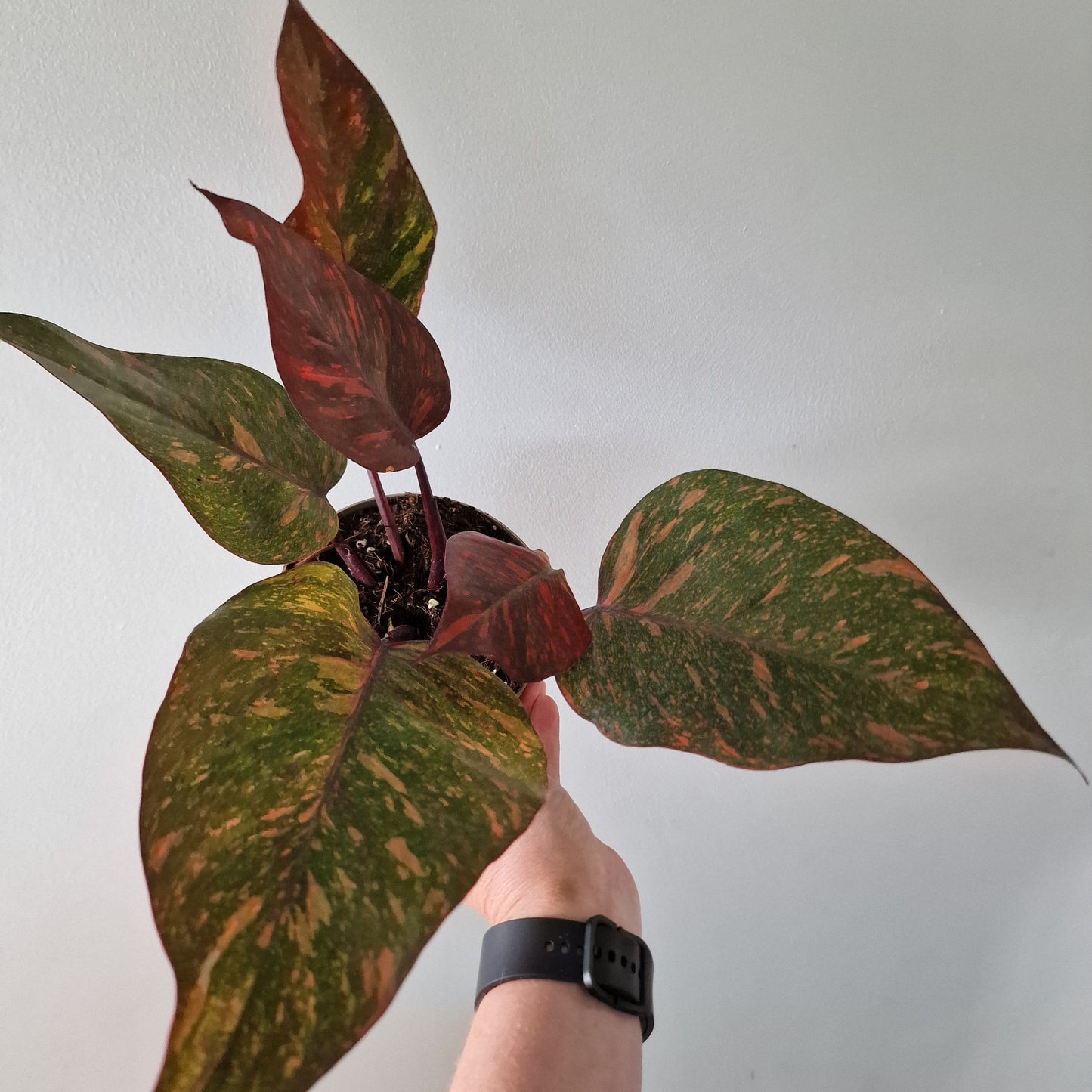 Philodendron Orange Princess – Premium Variegated Selection (#3)